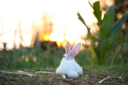 do rabbit tails grow back?