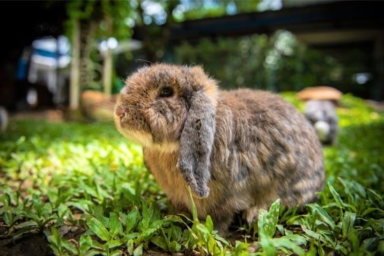 do rabbits need dark to sleep?