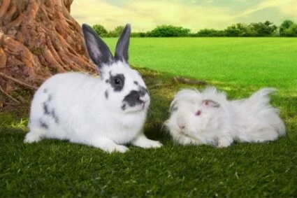 do rabbits or guinea pigs smell worse?