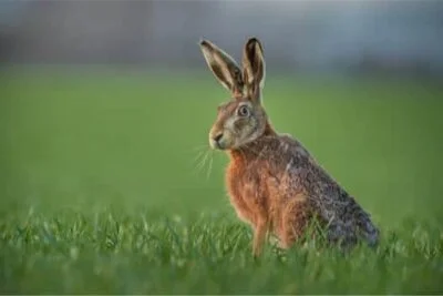 hares vs rabbits