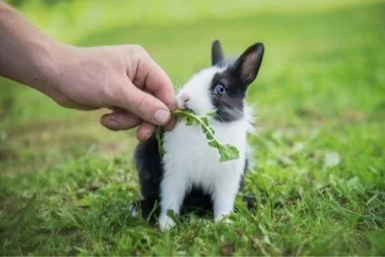 healthy food for baby rabbits