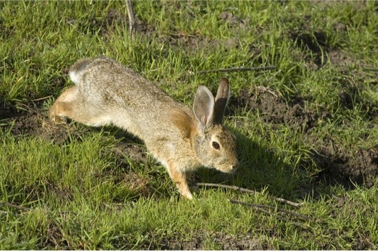 how do rabbits move?
