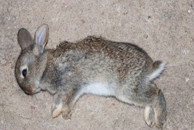 how do you dispose of a dead pet rabbit