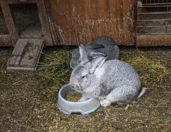 how long does it take to litter train a rabbit?