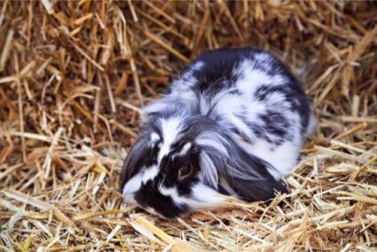 how long does rabbit bedding last?