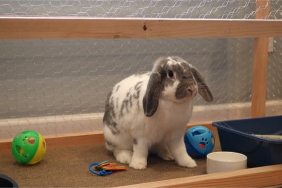 how often should you clean a rabbit's litter box?