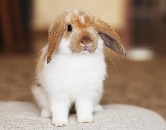 how to clean urine scald in rabbits