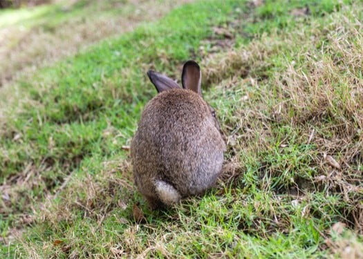 how to keep a rabbit's bum clean