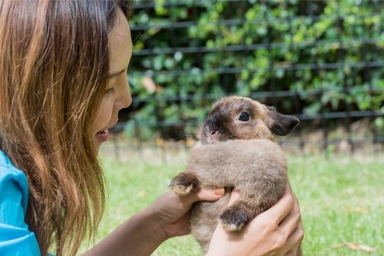 how to pick up a rabbit