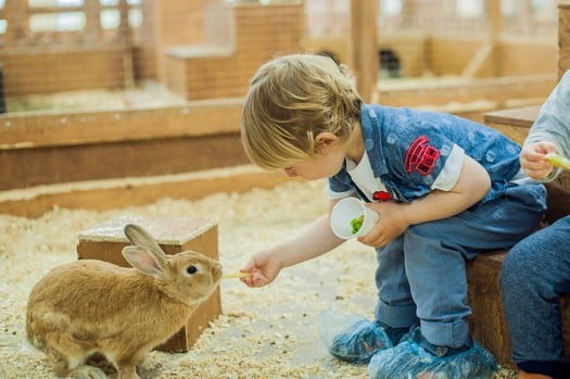 is a rabbit a good pet for a child?