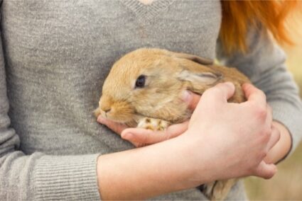 jealous rabbit behavior