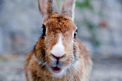 jealousy in rabbits