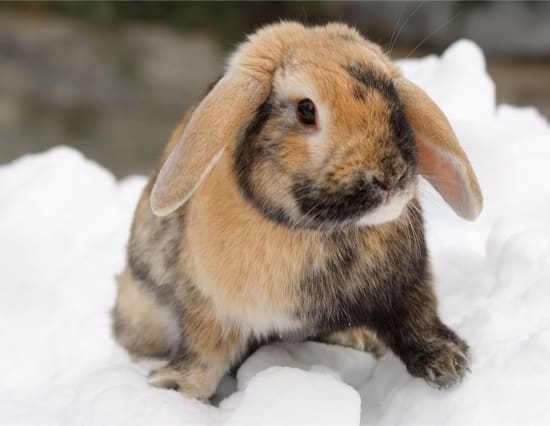 keeping rabbits warm in winter outside