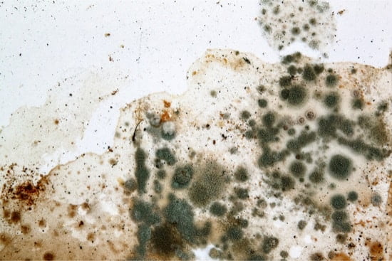 mold in rabbit hutch