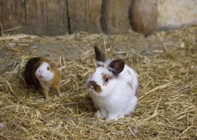 rabbit or guinea pig for pet