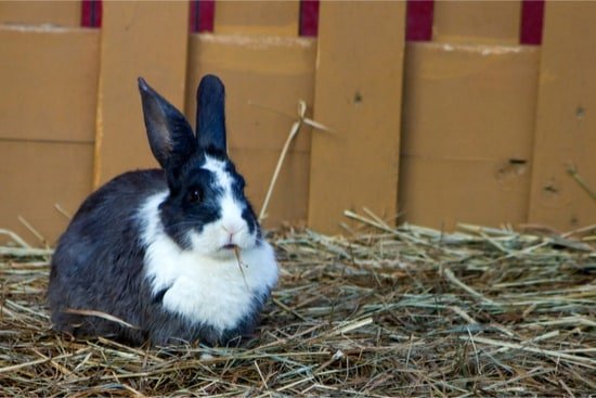 rabbit false pregnancy or real