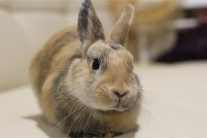 rabbit gazing at me