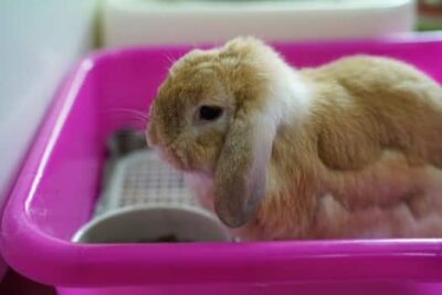 rabbit molting excessively