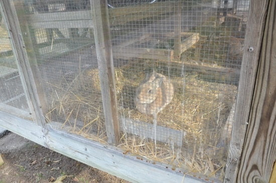 rabbit not using litter tray