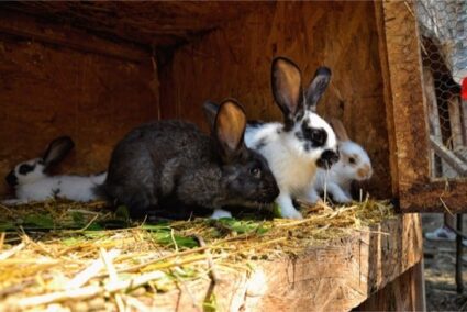 rabbit shedding patterns