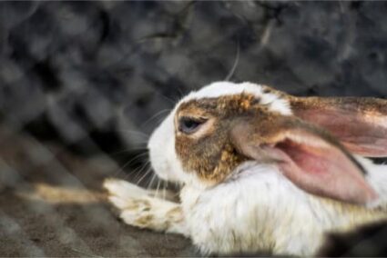 rabbit sneezing and wet nose