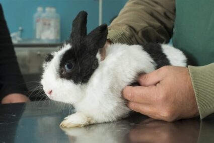 rabbit sneezing white discharge