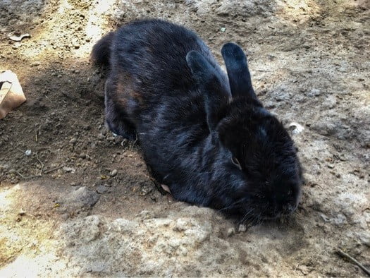 rabbit wobbly on back legs