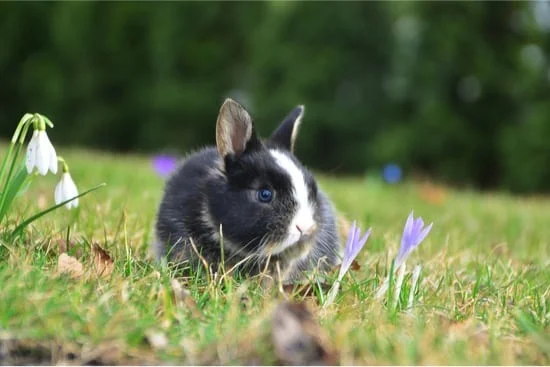 releasing domestic rabbits into wild