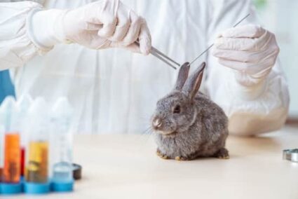 removing ticks from rabbits