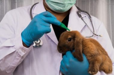 signs your rabbit is dying