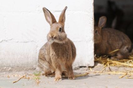 sudden hair loss in rabbits