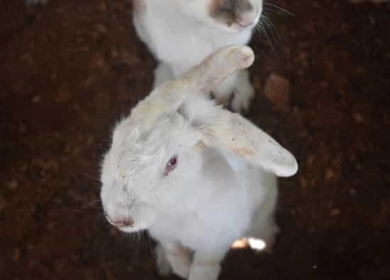 sudden hind leg paralysis in rabbits