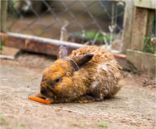 symptoms of urine scolding in rabbits