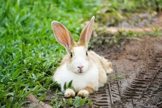 what causes wet tail in rabbits?