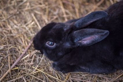 what do rabbits like to sleep on?