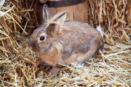 what makes a good rabbit bedding?