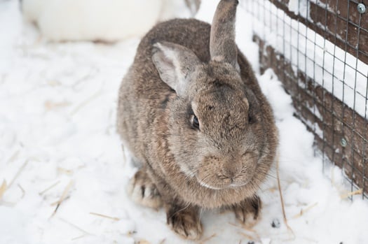 How Do Rabbits Stay Warm In Winter Rabbit Care Tips