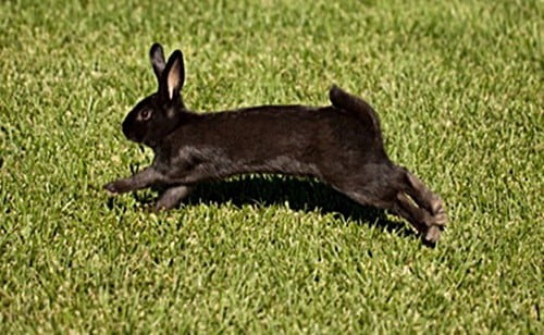 why do rabbits hop?
