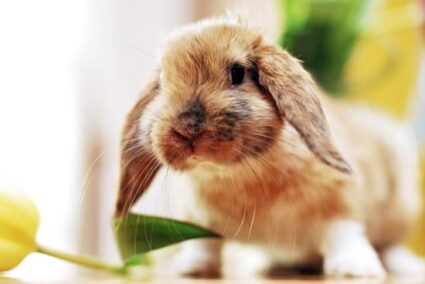 How Do Rabbits Say Sorry?