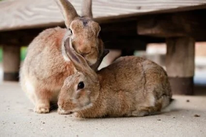 How do rabbits communicate with each other?
