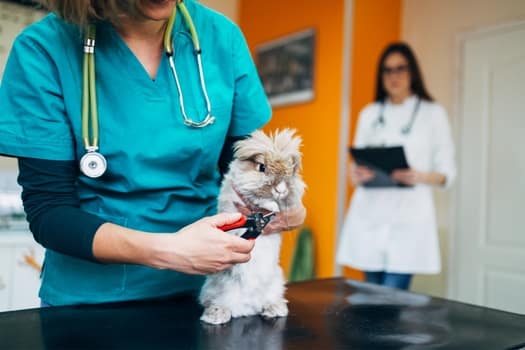 How To Deal With False Pregnancy In Rabbits Rabbit Care Tips