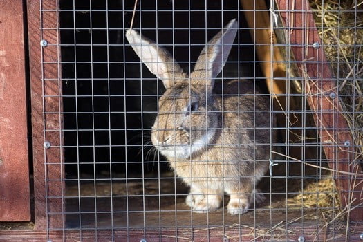 Why Won T My Rabbit Sleep In Its Hutch At Night Rabbit Care Tips