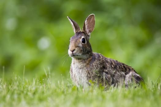 Why do rabbits stomp their feet?