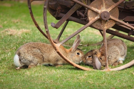 Why do rabbits touch noses?