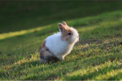 rabbits that stay small