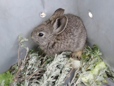 columbia basin pygmy rabbit