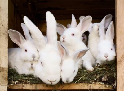 how do rabbits communicate with their babies?