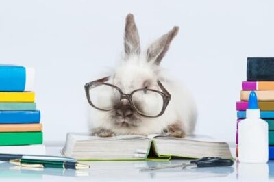 how smart are rabbits?