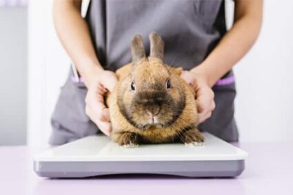 is it a rabbit false pregnancy or real?
