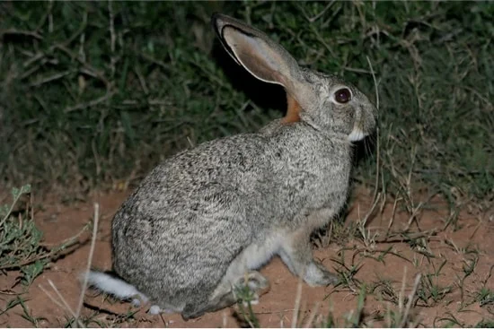 rabbit stomping at night